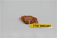 藏品(絨毛近方蟹)的圖片
